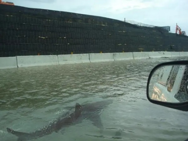 A shark appearing to swim down a flooded highway next to a car's wing mirror
